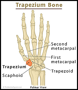 Trap bone